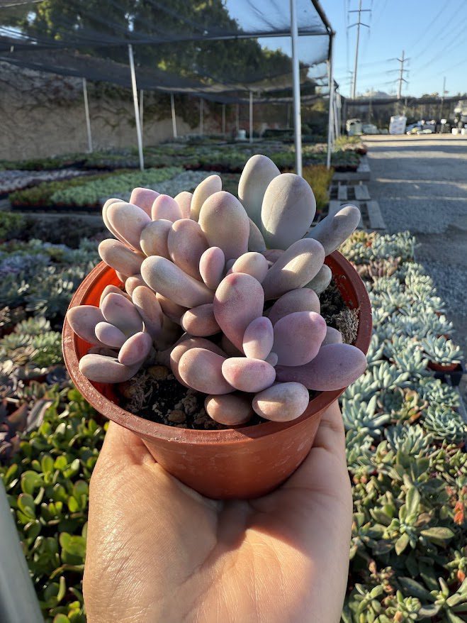 pink pebbles succulent 4
