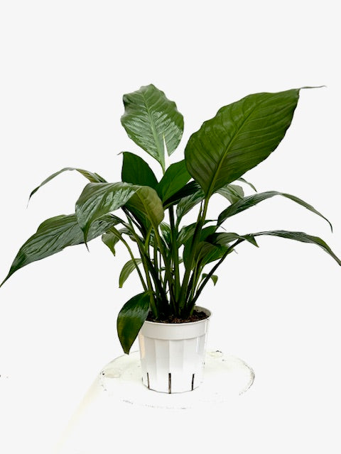 4 peace lily 4" Spathiphyllum Flower Bunch – Plant Decor Shop