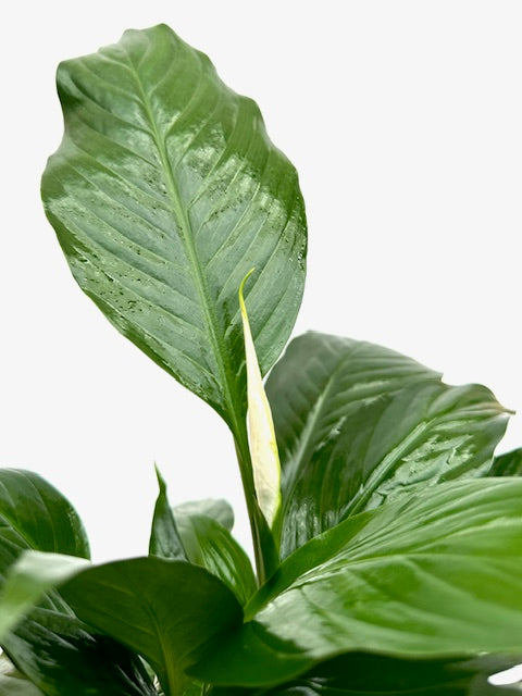 4" Spathiphyllum, Flower Bunch