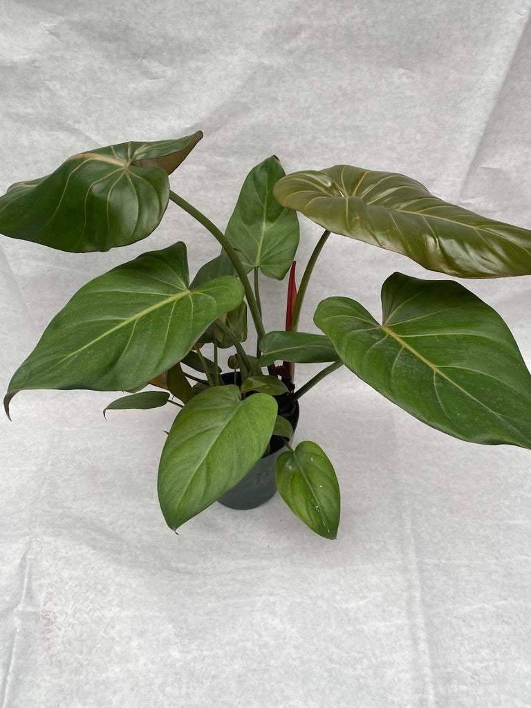 6" Philodendron Summer Glory