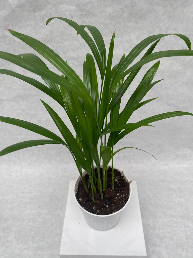 4" Areca Palm