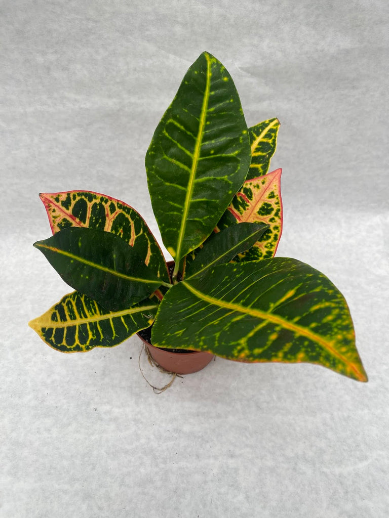 4" Croton Petra