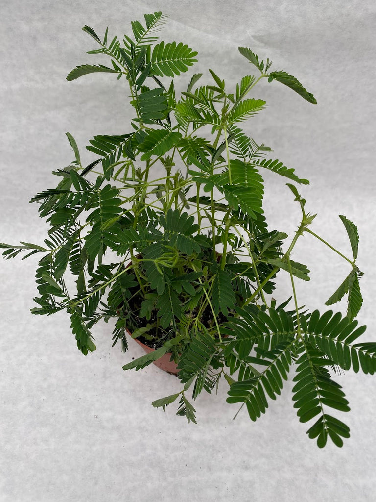 4" Mimosa 'Sensitive Plant'