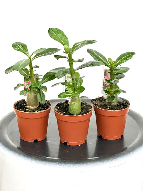2" Adenium Obesum