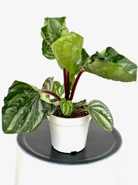 is watermelon peperomia an indoor plant 4" Peperomia Watermelon, Ecuador