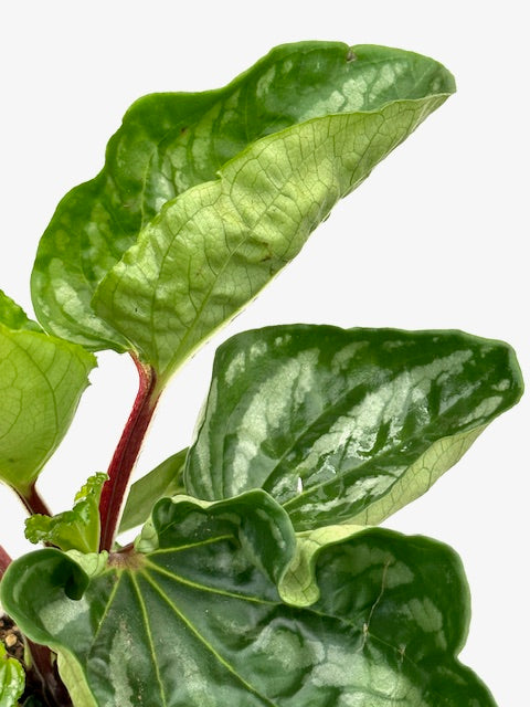 4" Peperomia Watermelon, Ecuador