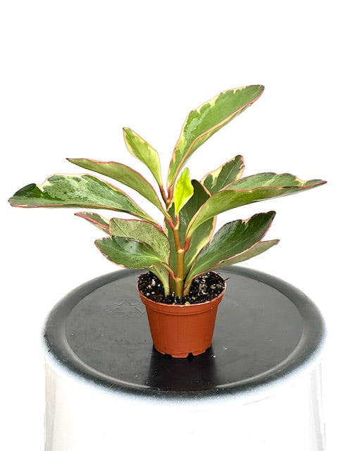 2" Peperomia Ginny