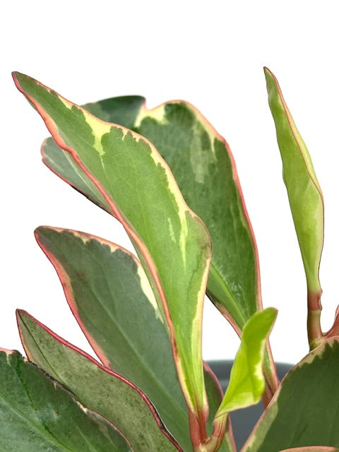 2" Peperomia Ginny