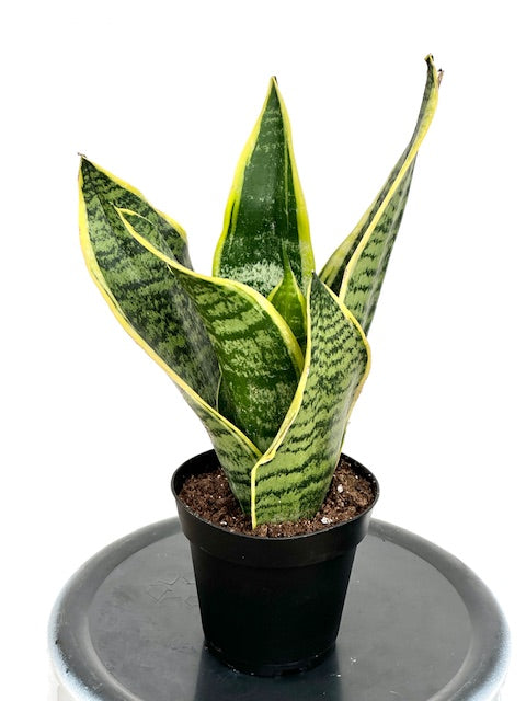 futura superba sansevieria Sansevieria Trifasciata Futura Superba (Snake Plant)