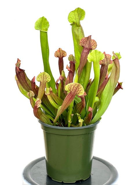 6" Pitcher Plant