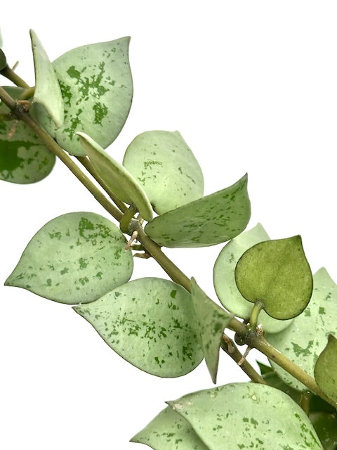 6" Hoya Krohniana Eskimo