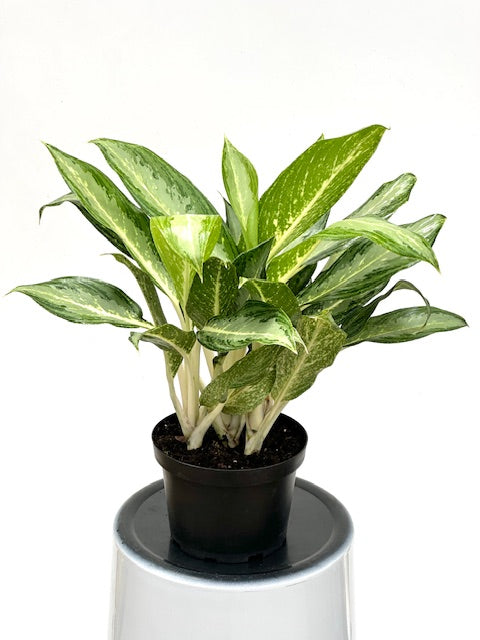 6" Chinese Evergreen Diamond