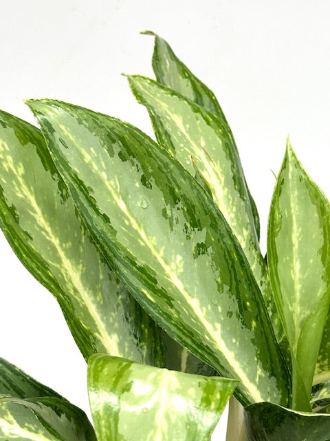 6" Chinese Evergreen Diamond