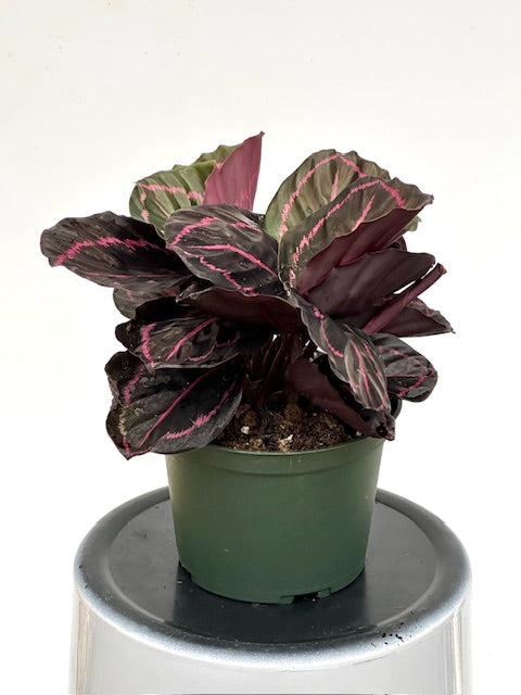 6" Calathea Dottie