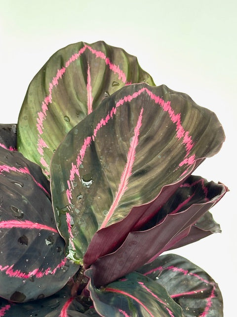 6" Calathea Dottie