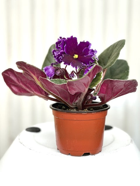 plant pots for african violets 4" African Violet – Plant Decor Shop