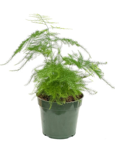 4" Fern, Plumosa