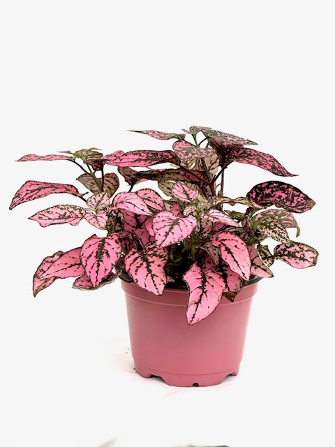 4" Hypoestes, Rose Splash