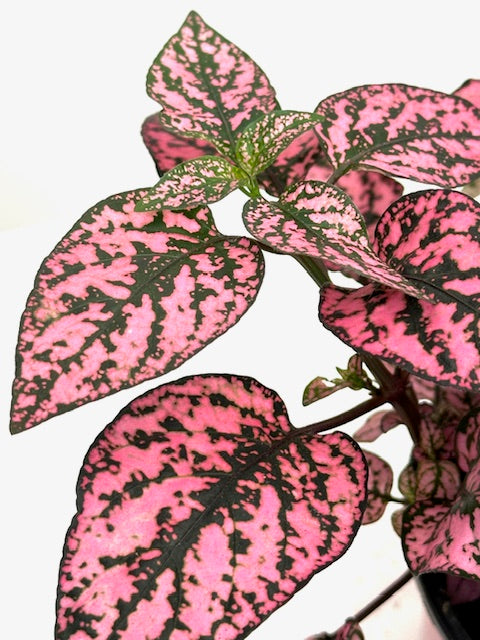 4" Hypoestes, Rose Splash
