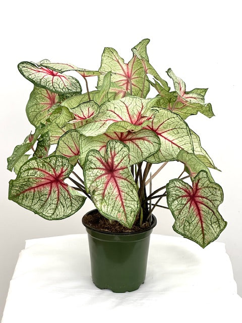 4" Caladium