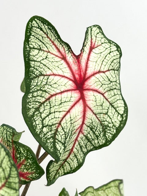 4" Caladium