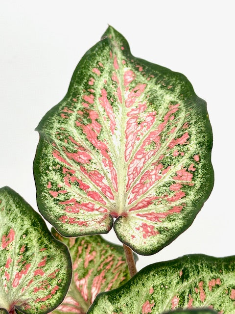 4" Caladium