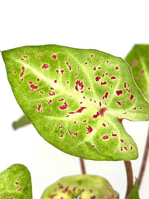 4" Caladium