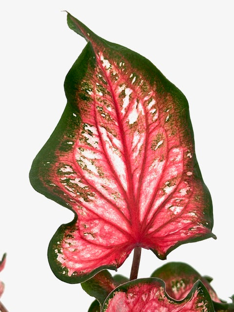 4" Caladium
