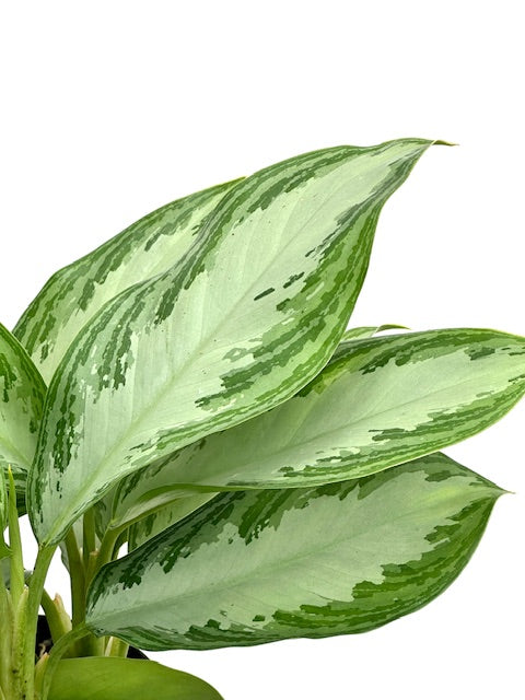 6" Chinese Evergreen Silver Bay