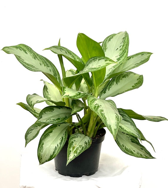 6" Chinese Evergreen Silver Bay