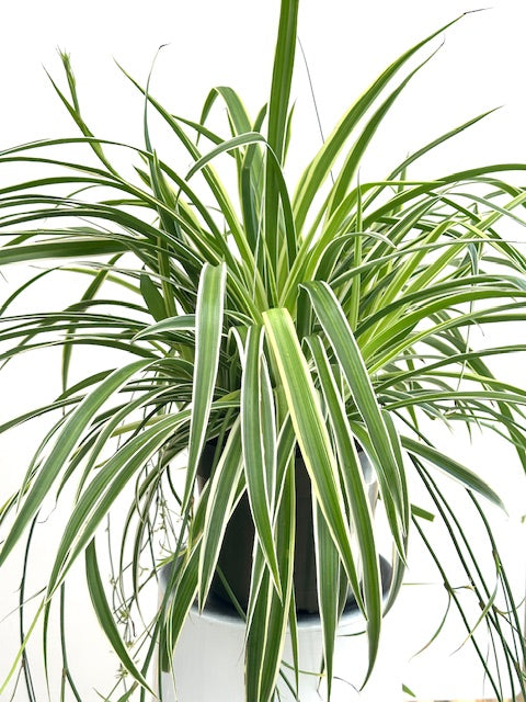 spider chlorophytum Chlorophytum Comosum ‘Reverse Spider Plant’ 8" Hanging Basket