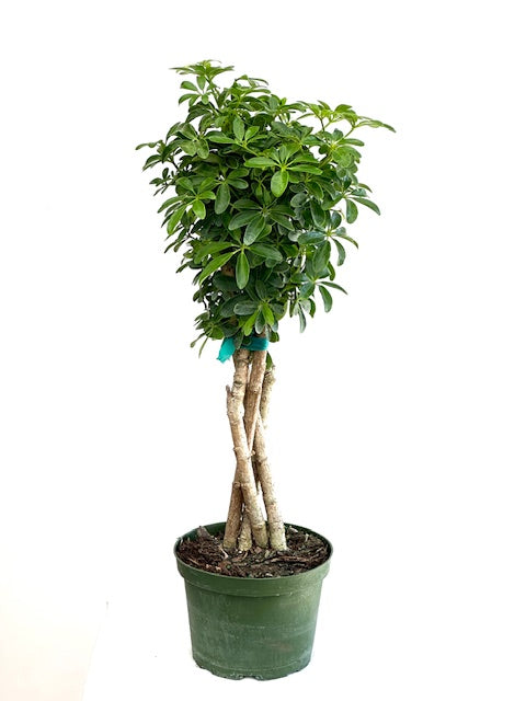 6" Schefflera Arboricola Mini Leaf, Braided Trunk