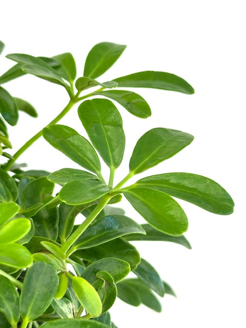 6" Schefflera Arboricola Mini Leaf, Braided Trunk