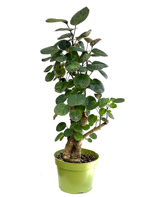 8" Aralia, Fabian Stump