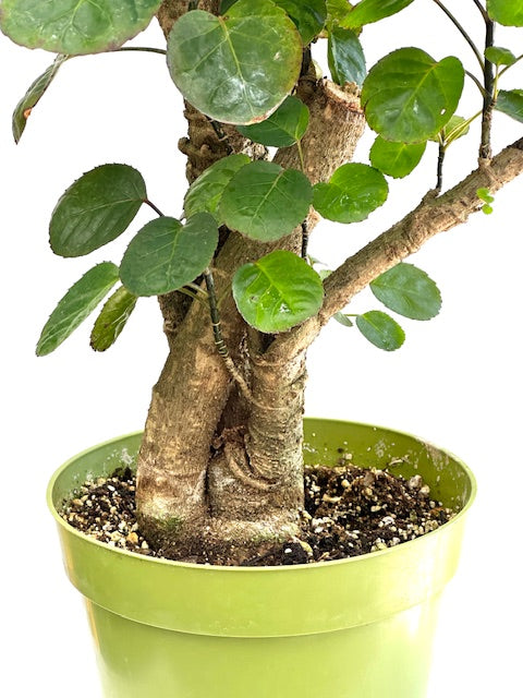 8" Aralia, Fabian Stump