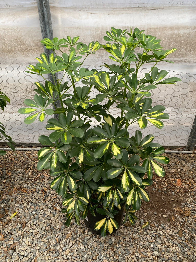 12" Schefflera Gold Capella