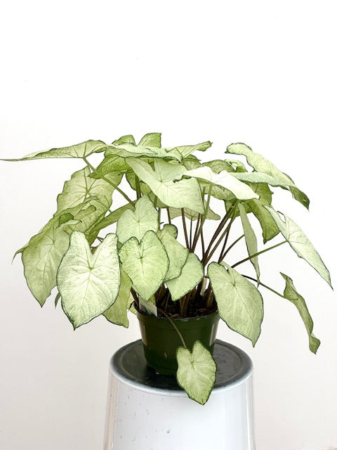 6" Caladium