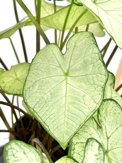 6" Caladium