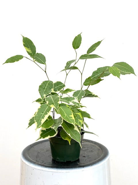 4" Ficus Benjamina, Spearmint