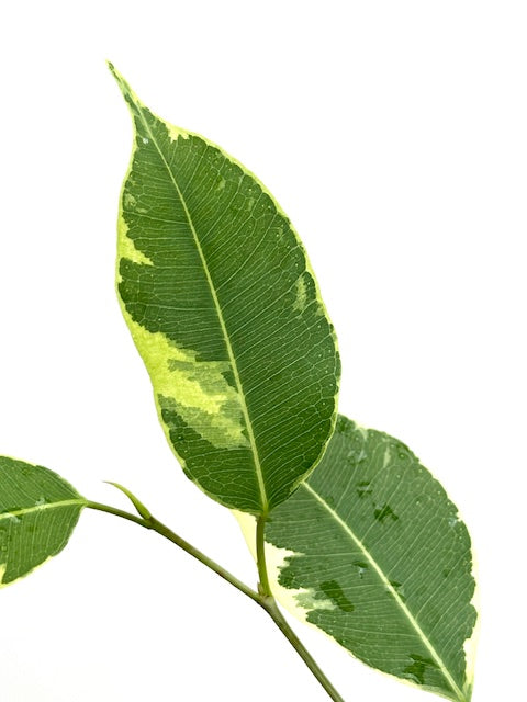 4" Ficus Benjamina, Spearmint