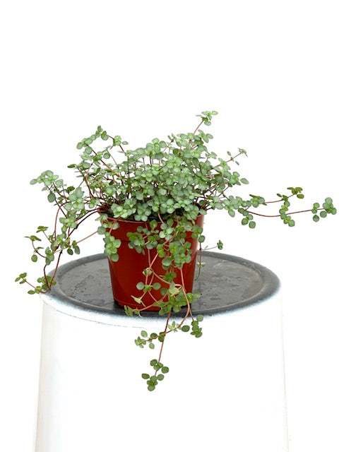 4" Pilea Aquamarine