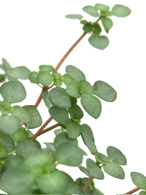4" Pilea Aquamarine
