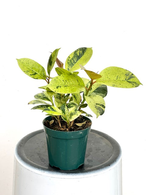 4" Ficus Shivereana Moonshine