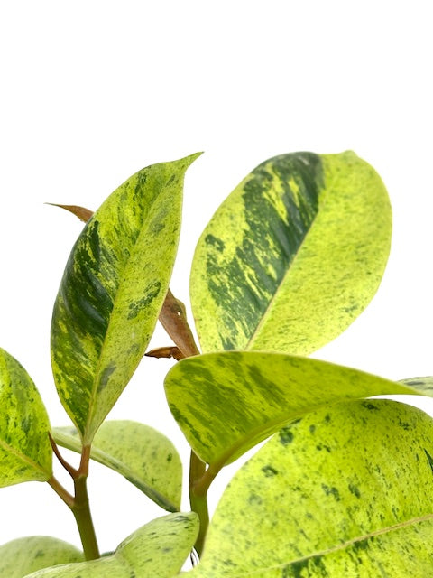 4" Ficus Shivereana Moonshine