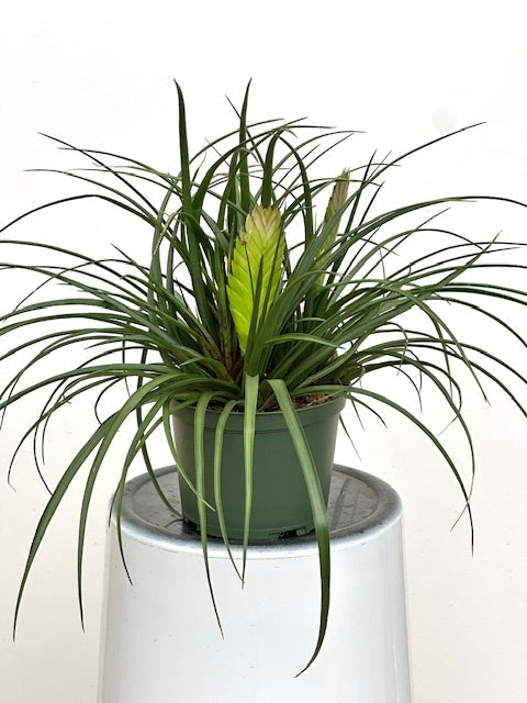 6" Tillandsia Cyanea