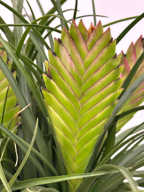 6" Tillandsia Cyanea