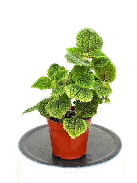 4" Pilea Moon Valley