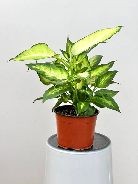 6" Dieffenbachia Camille