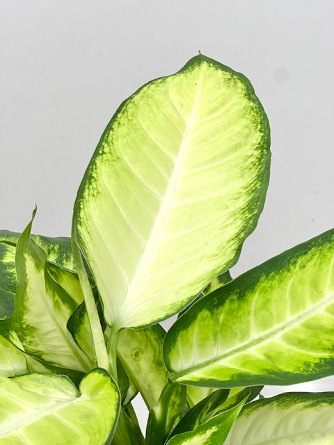 dieffenbachia maculata 'summer style' Dieffenbachia Camille 6" Pot