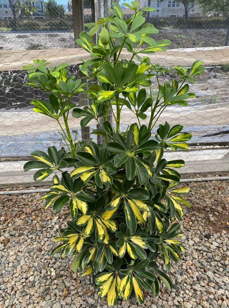 10" Schefflera Gold Capella